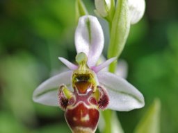 Ophrys_picta_Ponte-de-Lousa_